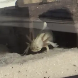 Axolotls