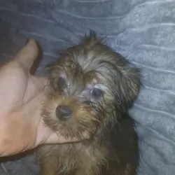 Yorkie mix
