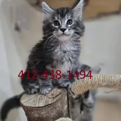 Full Maine Coon Kittens