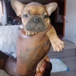 French Bulldogs