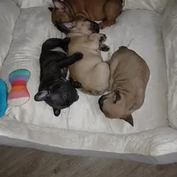 French Bulldogs