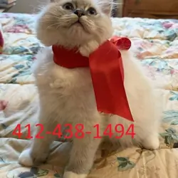 Ragdoll Kittens