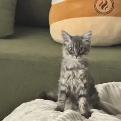 Cat care package