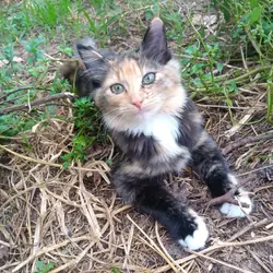 Kitten