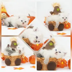 CFA Exotic Shorthairs Health Tested