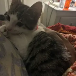 Free kitten