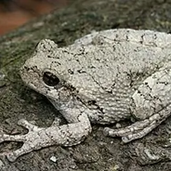 All Species of Tree Frogs Available