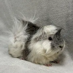 Male Guinea Pigs