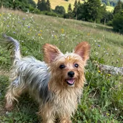 One year old Yorkie female