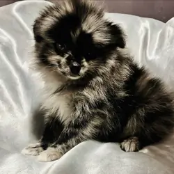 Pomeranian- blue Merle, male