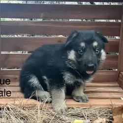 GSD - German Shepherd Dog