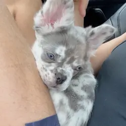Fluffy Merle Frenchie