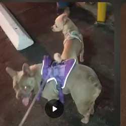 Frenchie female