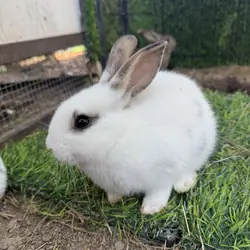 Baby Rabbits (8 Weeks)