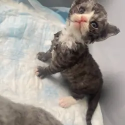 Female Devon Rex