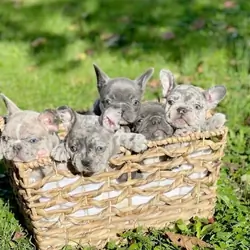 🐾 Trained French Bulldog Puppies Available 🐾