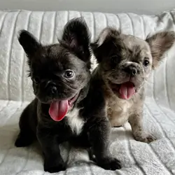 French bull dog fluffy