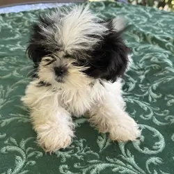 Leia loving Shih Utz girl. Ready to play