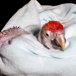 Scarlett Macaw