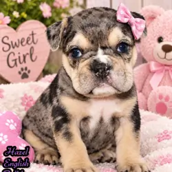 Hazel Female English Bulldog