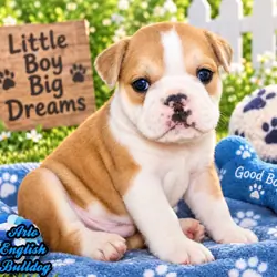 Arlo Male English Bulldog
