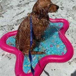 Male golden retriever for sale
