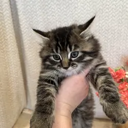 Kittens for sale! Maine Coon