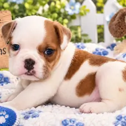Buckeye Male English Bulldog