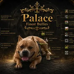 Extreme American bully