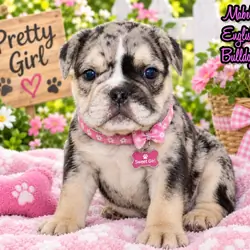 Mabel Female English Bulldog