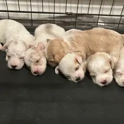 Female Maltipoo puppies Make Holiday Special