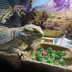 Bearded Dragon