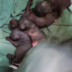 naked pure sphynx kittens born Sept 11 26