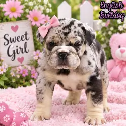Birdie Female English Bulldog