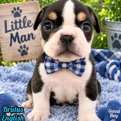 Brutus Male English Bulldog