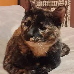 Affectionate Senior Cat