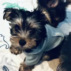 Yorkie puppies