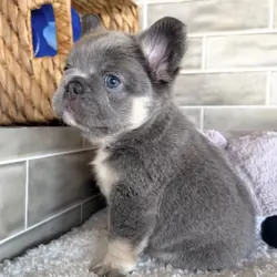 Amazing male and female  French bulldog puppies
