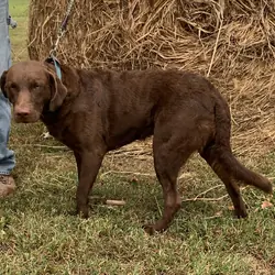 AKC Chesapeake Bay Retriever puppies