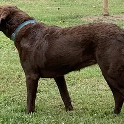 AKC Chesapeake Bay Retriever puppies
