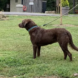 AKC Chesapeake Bay Retriever puppies