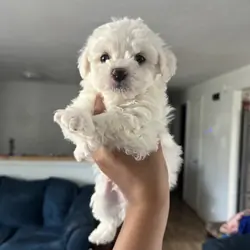 Bichon Frise Puppies