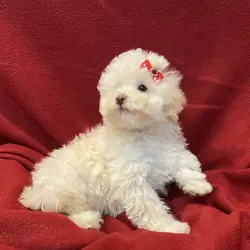 Maltese toy poodle