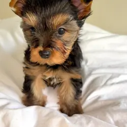 YorkshireTerrier
