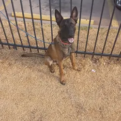 Train Belgian Malinois Puppy