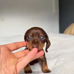 Miniature Dachshund Puppy