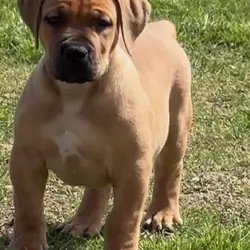 Pure Breed Boerboel puppies for Sale