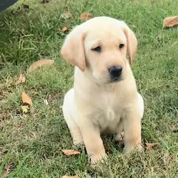 Labrador Retriever Puppies
