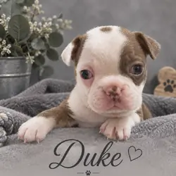 Frenchton sweet and cuddly