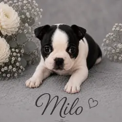 Sweet male Frenchton